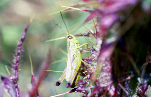 identificazione insetti